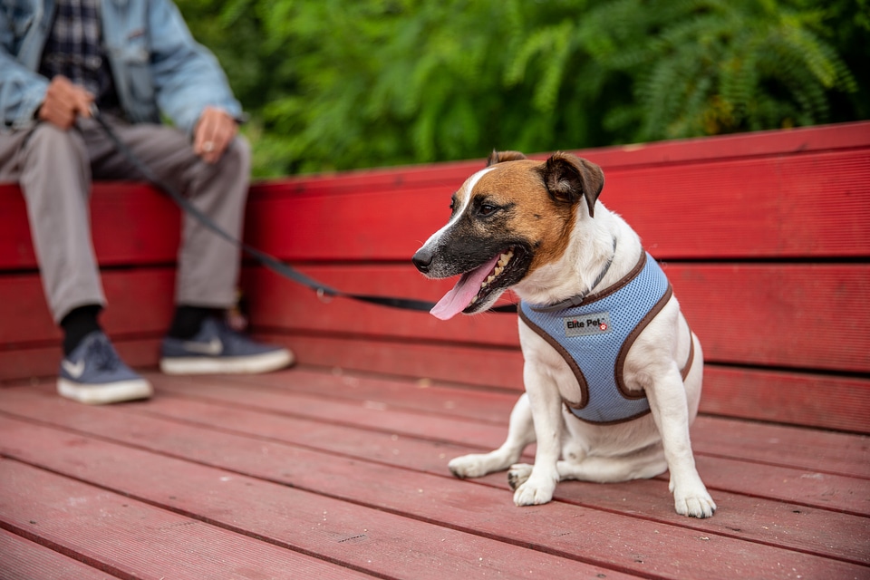 Dog with its Owner