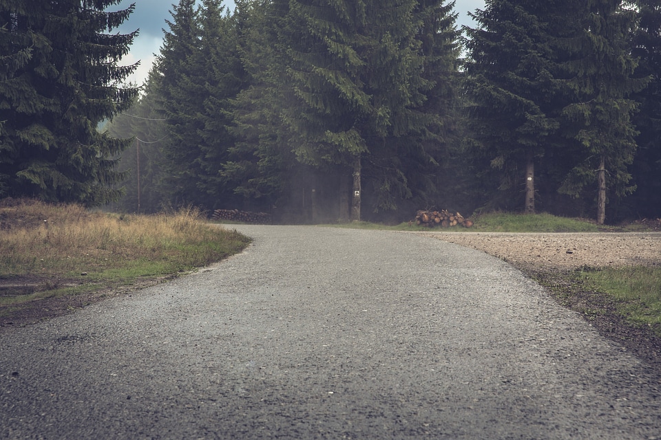 Road through the Forest photo