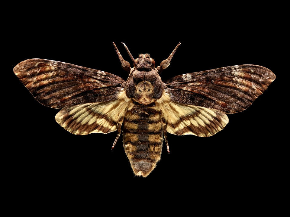 Deaths-head Hawkmoth