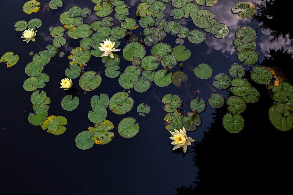 Yellow Water Lilies