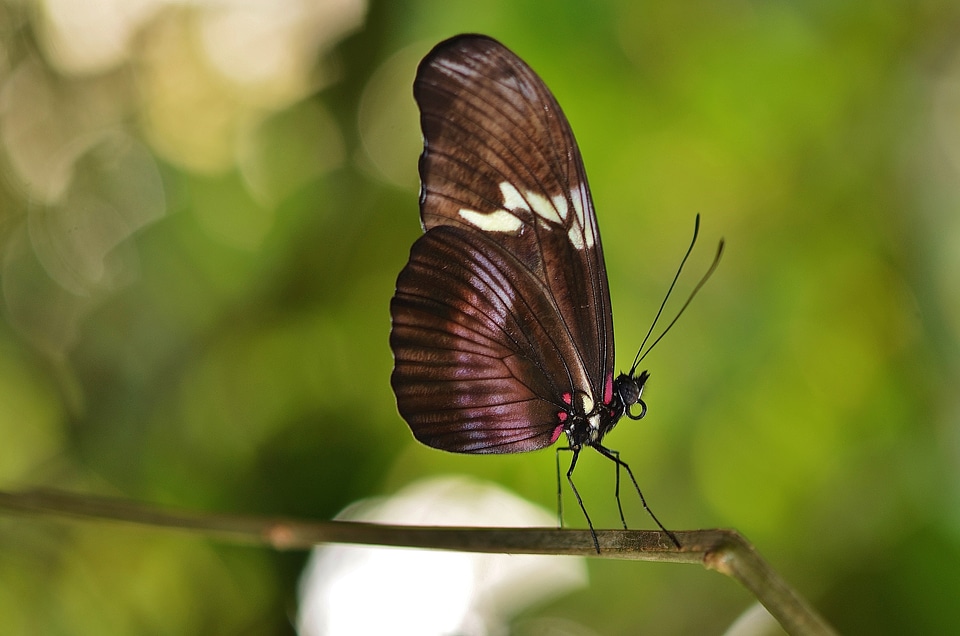 Insect summer wildlife photo