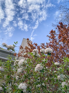 Flowering Spring Bushes photo