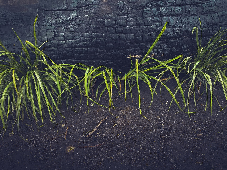 Plants with a Burnt Trunk