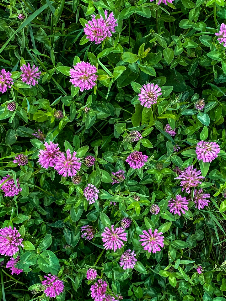 Pink Clover Meadow