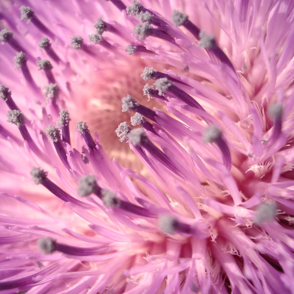Macro nature flower