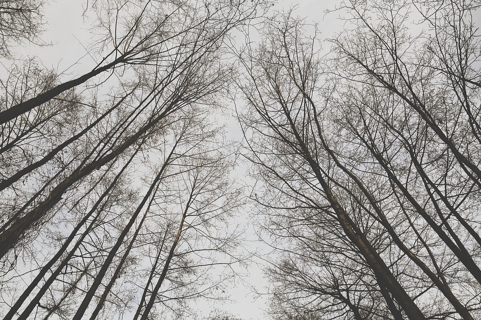 Crowns of Trees in Winter