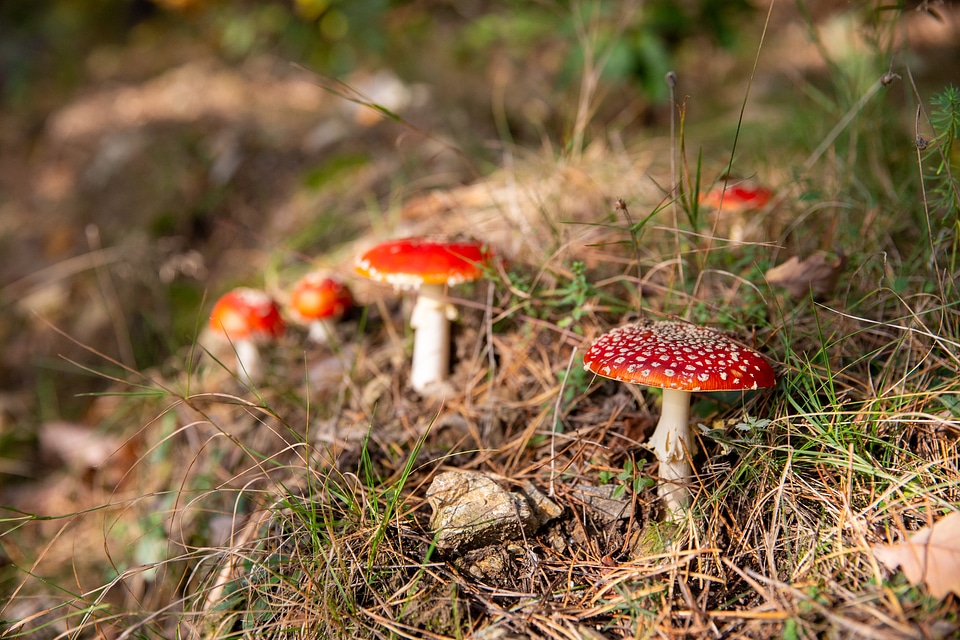 Fly Agaric photo