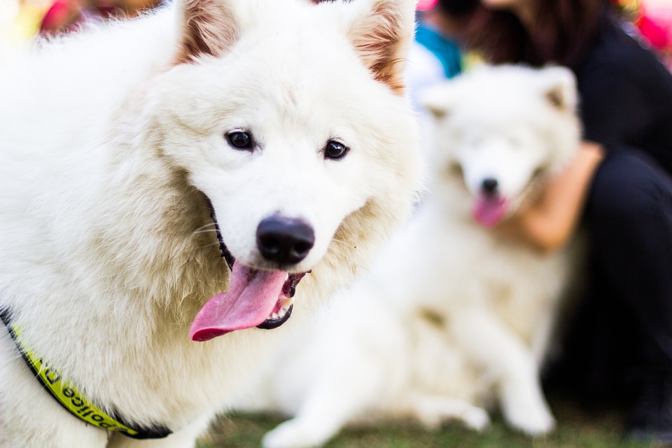 Samoyed breed snout