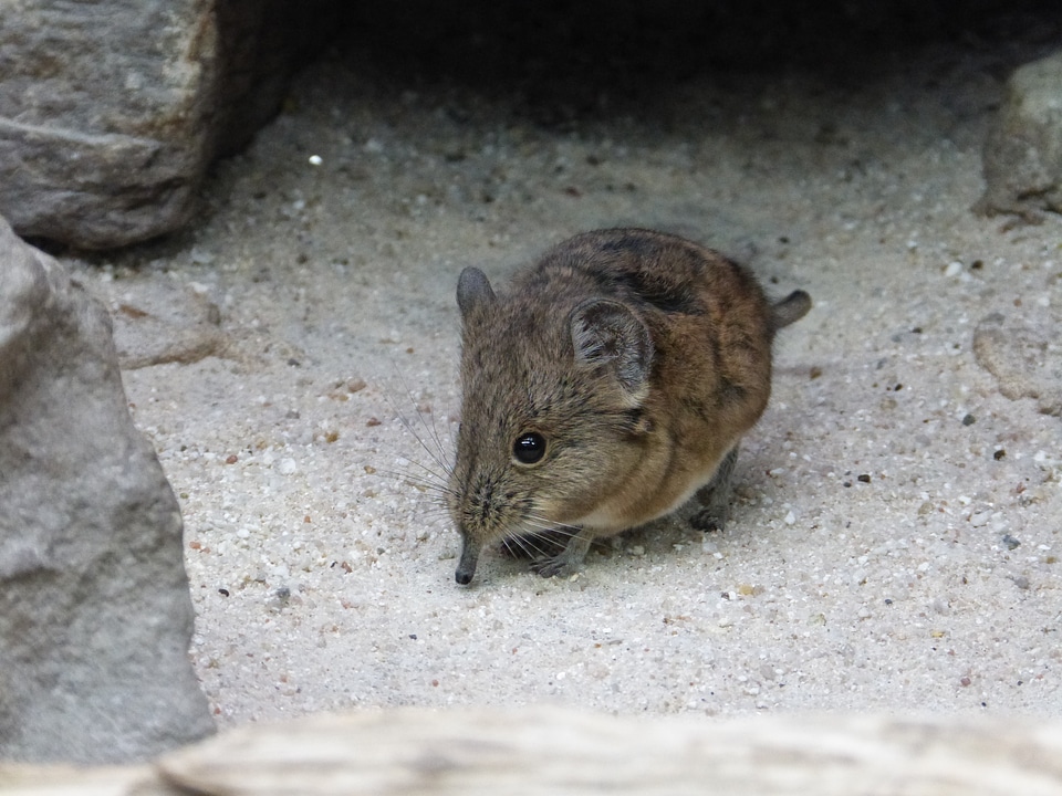 Mouse animal mammal