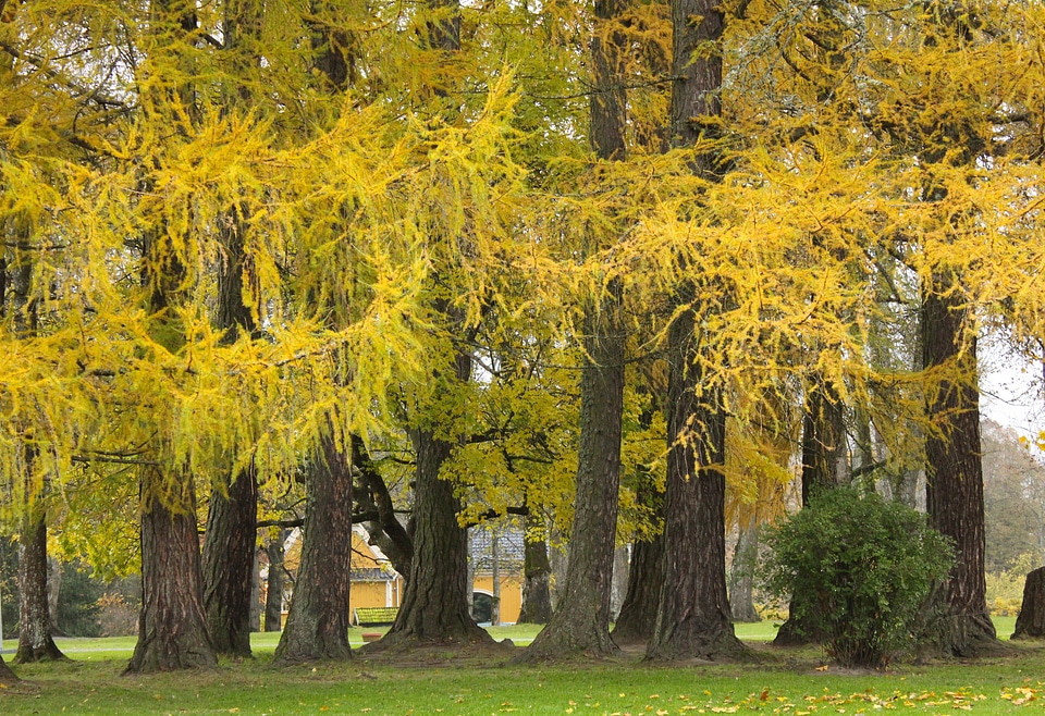 Tree-line fall autumn
