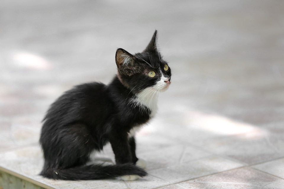 Black kitten side view