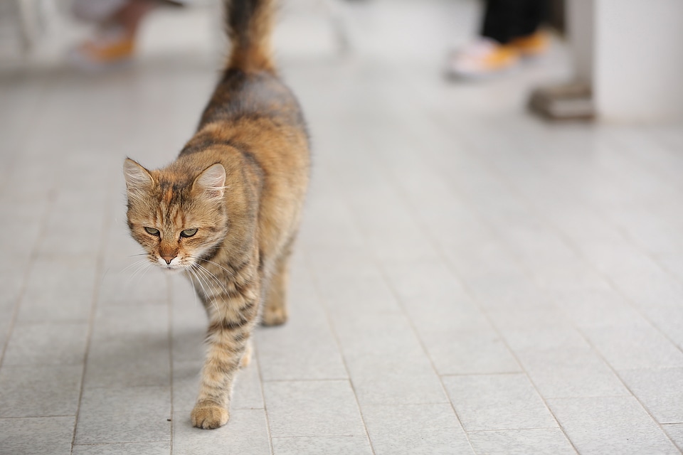 Light Brown domestic cat front porch
