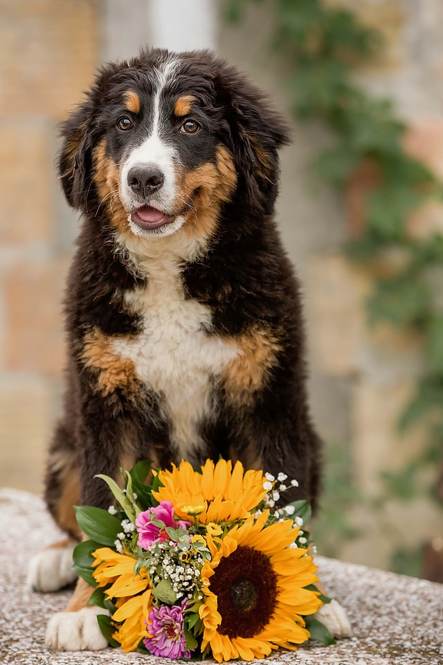 Scottish Sheepdog shepherd dog bouquet