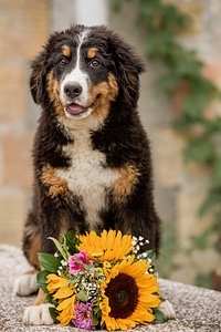 Scottish Sheepdog shepherd dog bouquet photo