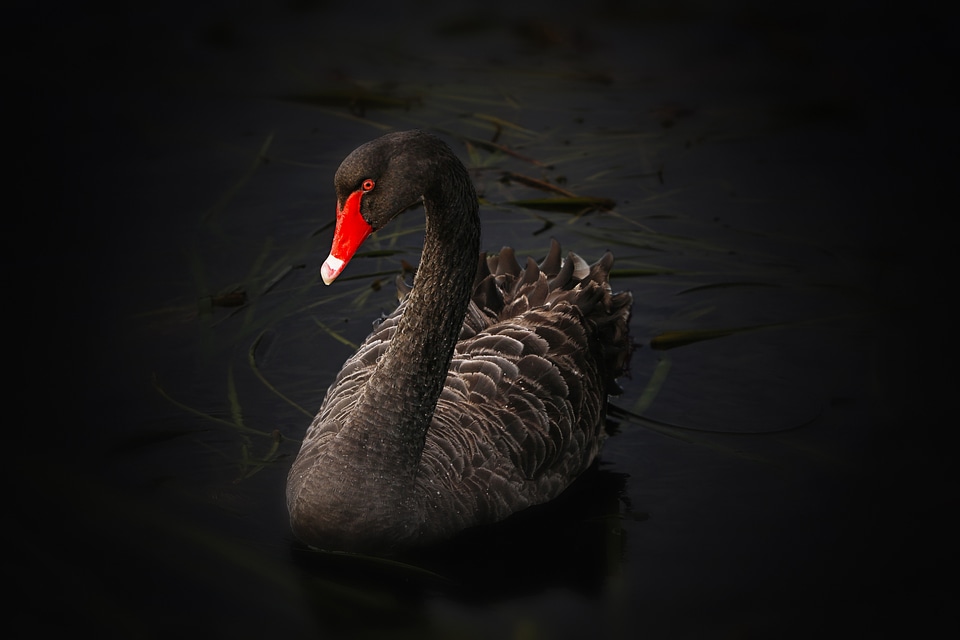 Australian black swan lake swimming