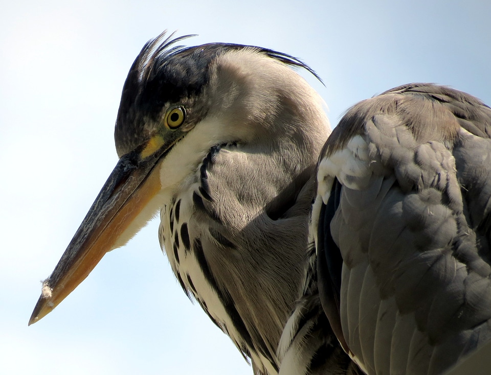Nature wildlife beak