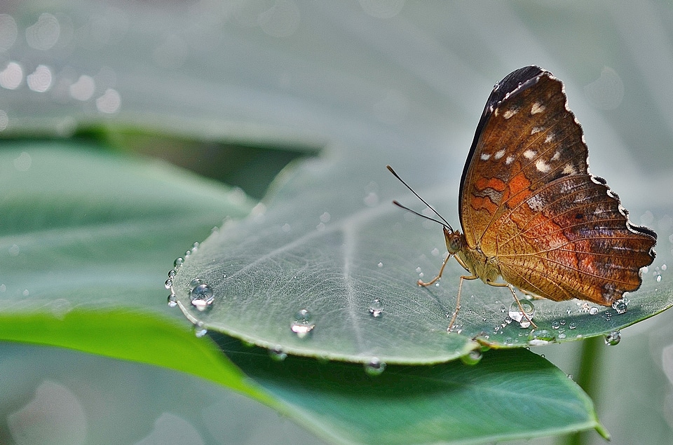 Insect summer wildlife photo