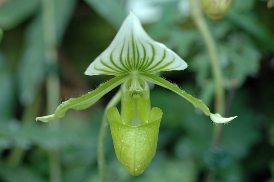 Flower green bloom