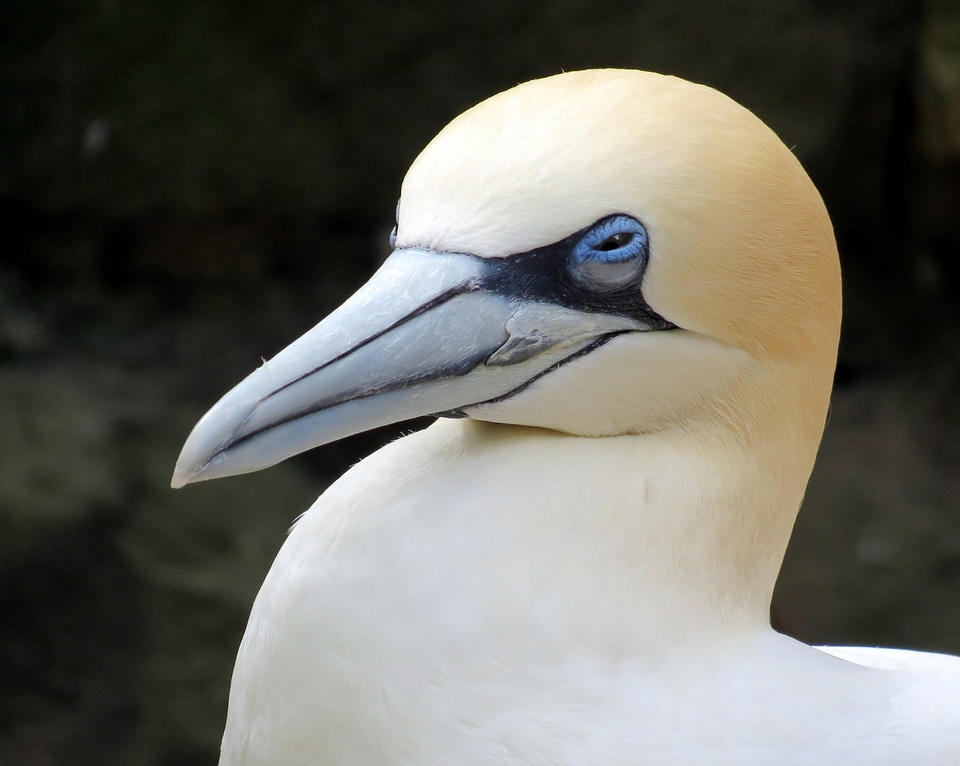 Beak nature wildlife