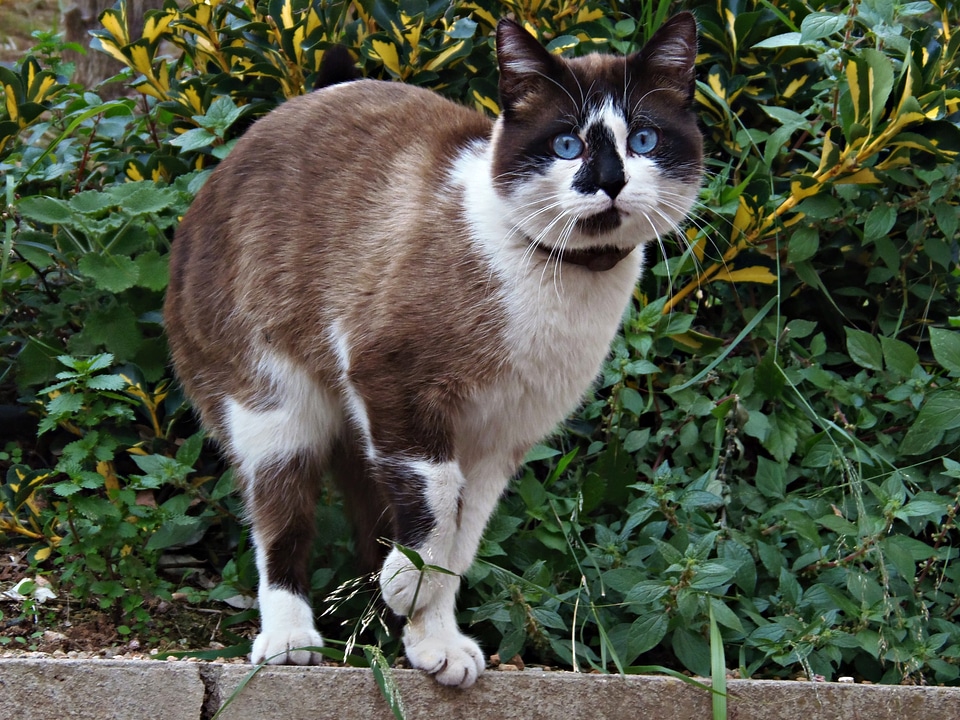 Cat home cat animal