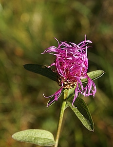 Plant nature autumn photo