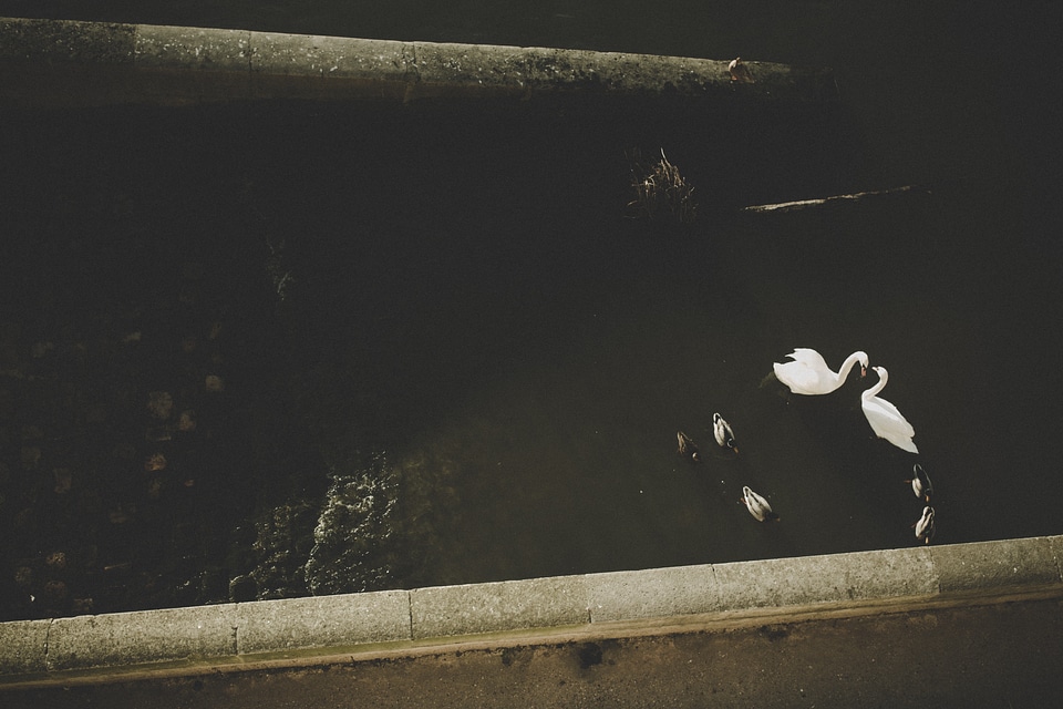 Swans and Ducks Swimming in a River photo