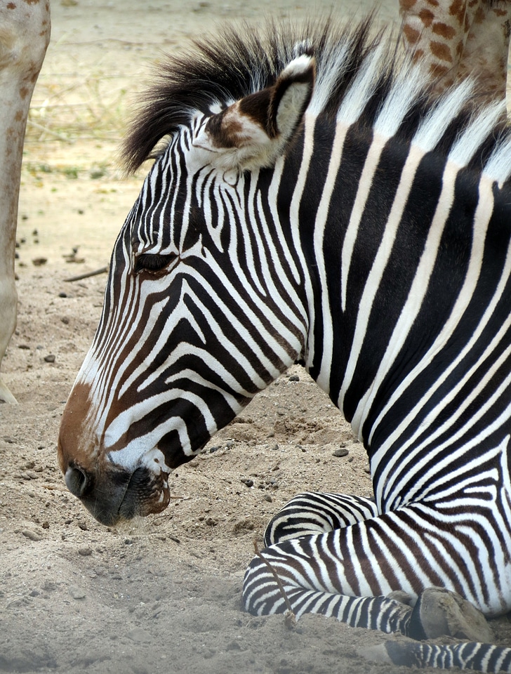 Striped animal wildlife
