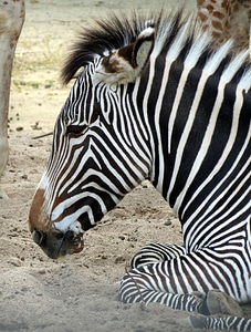 Striped animal wildlife