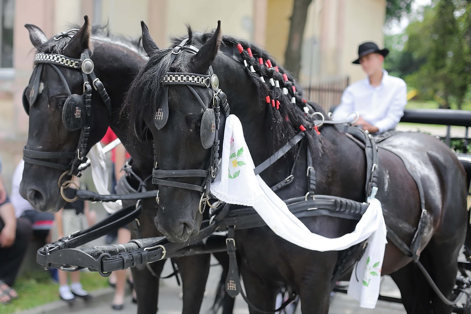 Black horses village