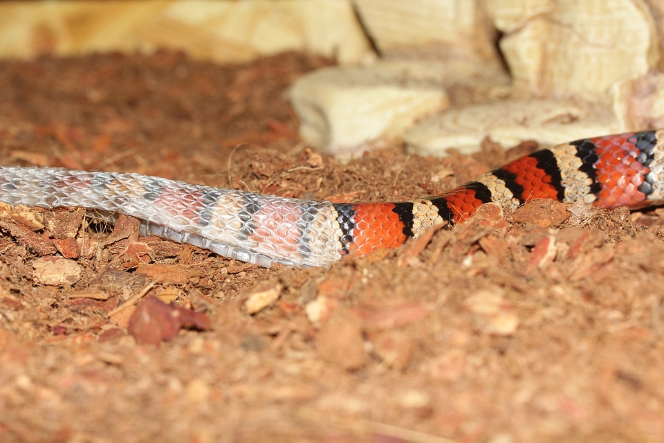Scale mailedit this page king snake striped
