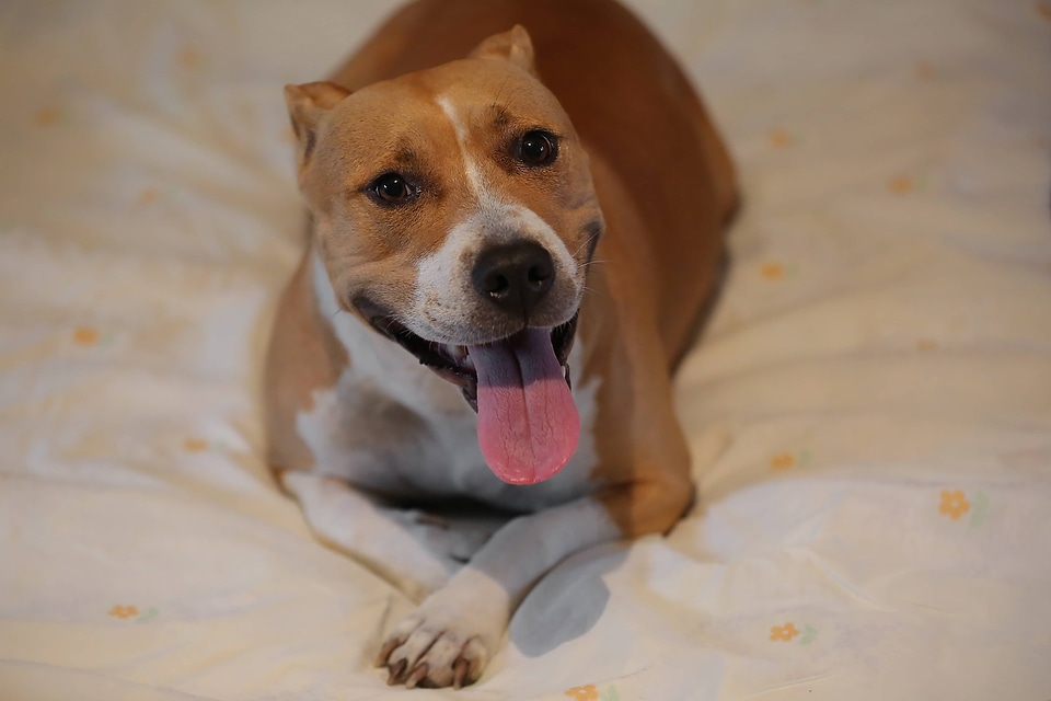Tongue dog happiness