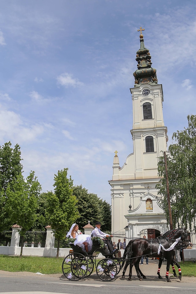 Carriage horses wedding dress