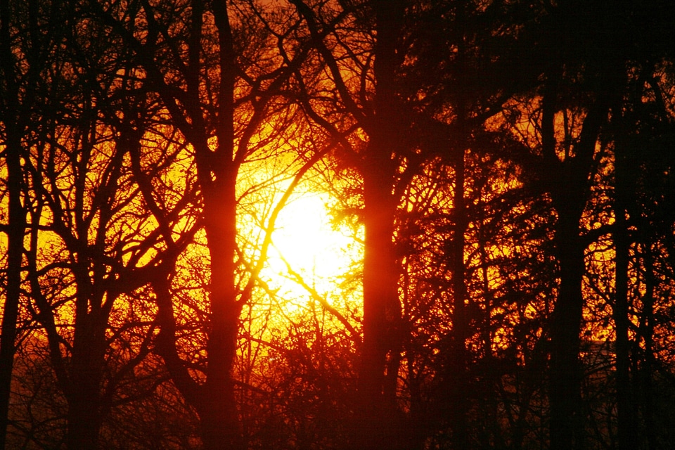 Sun trees forest photo