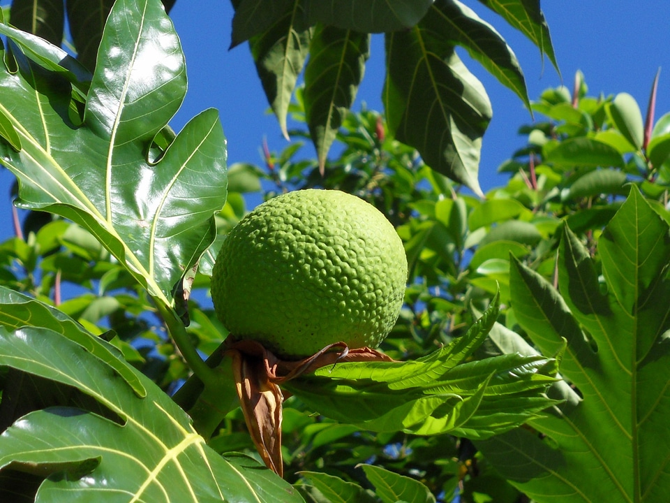 Plant tree fruit