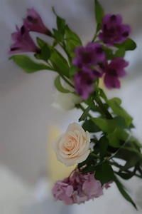 Vase white flower blurry