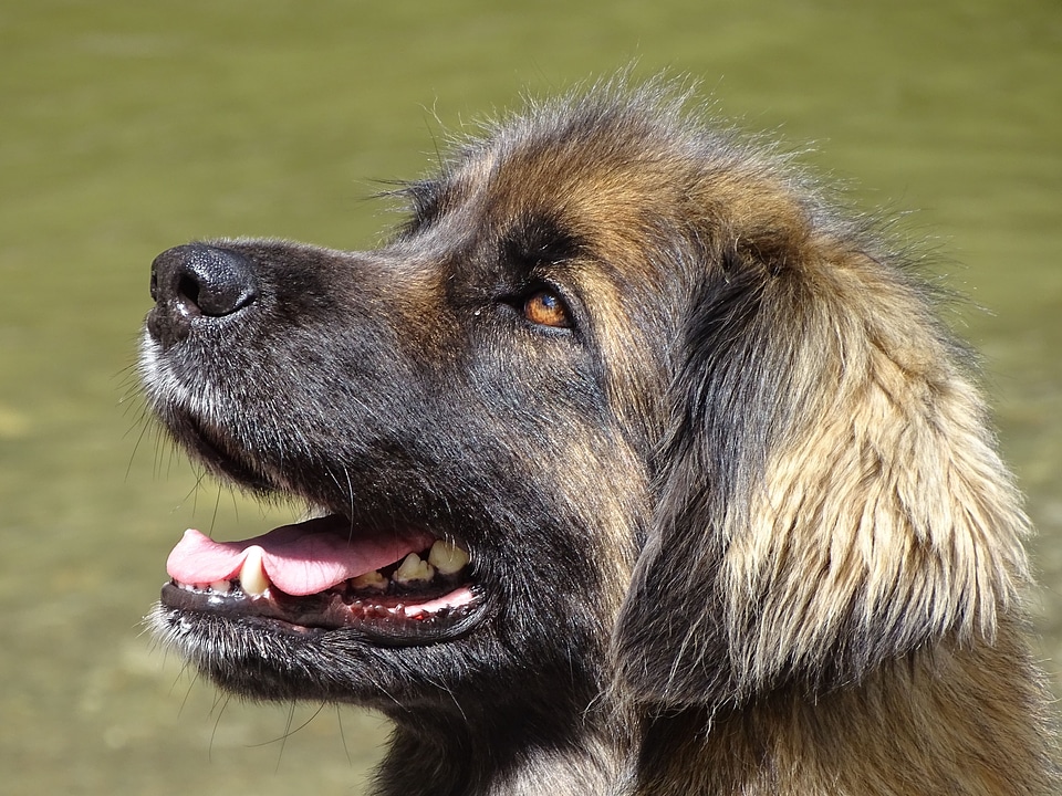 German longhaired pointer female pet