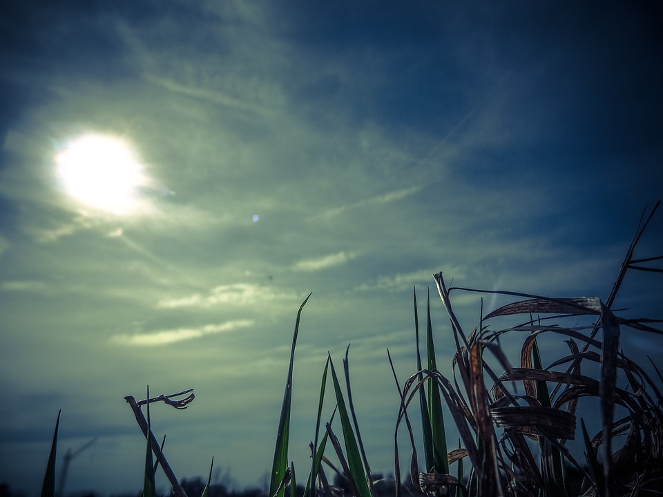 Grass Blades Against Blue Sky with Clouds