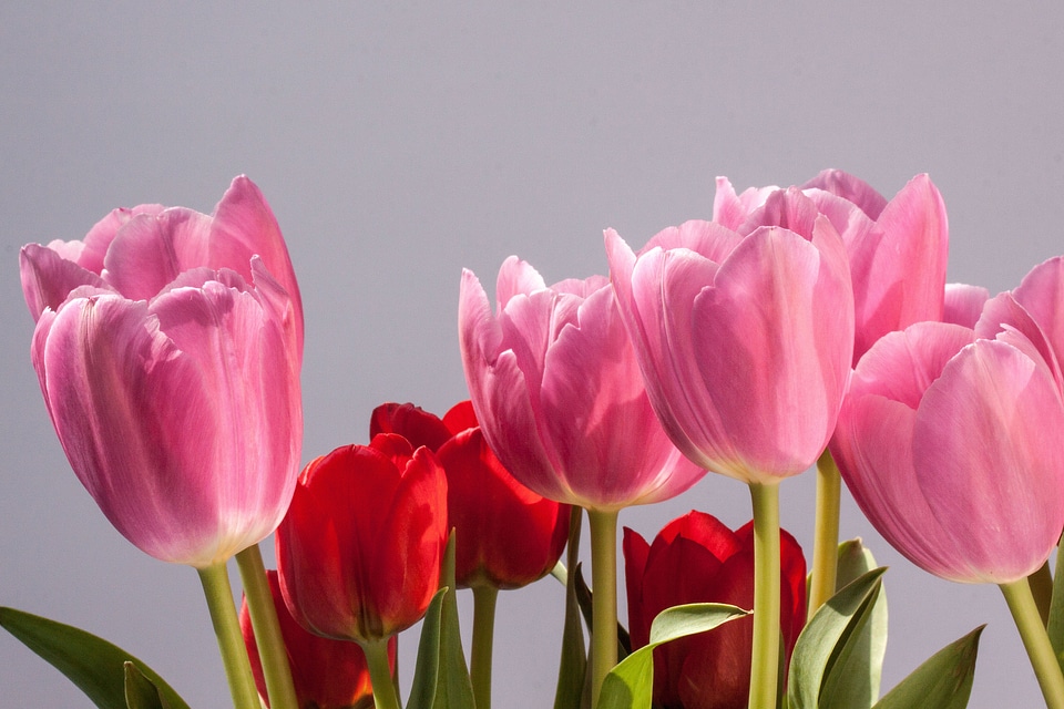 Nature flowers tulips