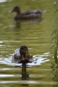 Waterfowl mallard wildlife