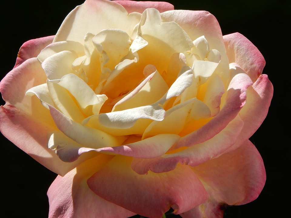 Bloom close up garden