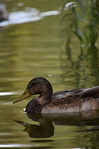 Wilderness mallard duck