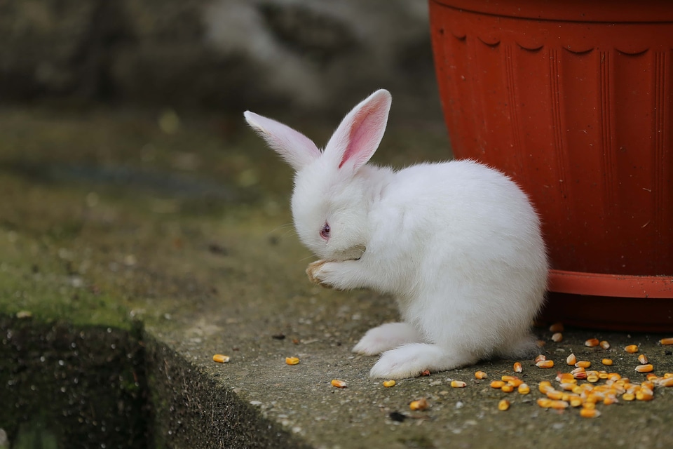 Adorable white rabbit