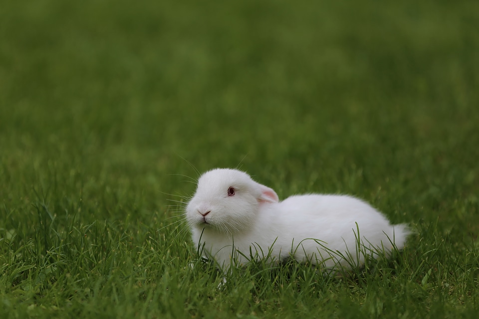 Green Grass laying bunny