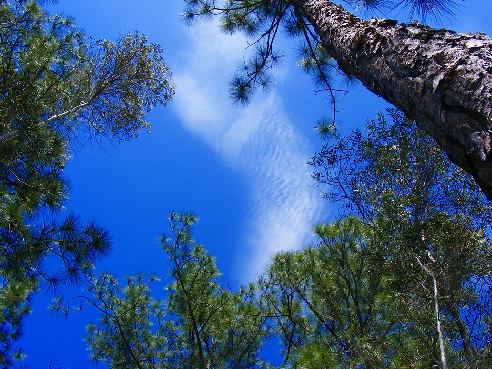 Tree pine needles nature