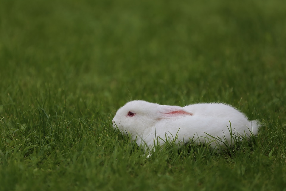 Domestic white rabbit