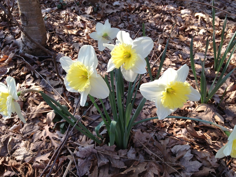 White spring floral