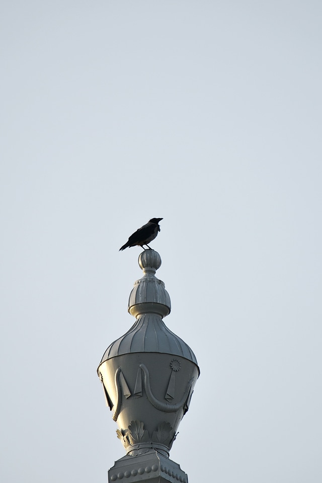 Bird crow high