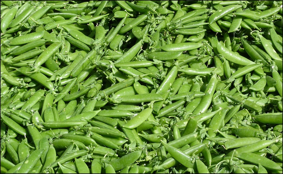 Food healthy vegetarian
