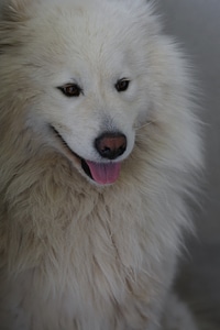 White dog head photo