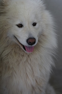 White dog head